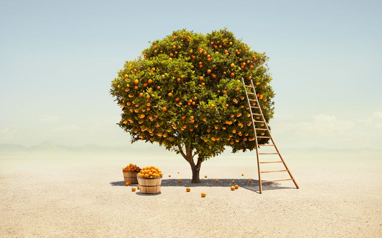 A fully fruited Orange tree being harvested in a barren Southern California desert landscape.