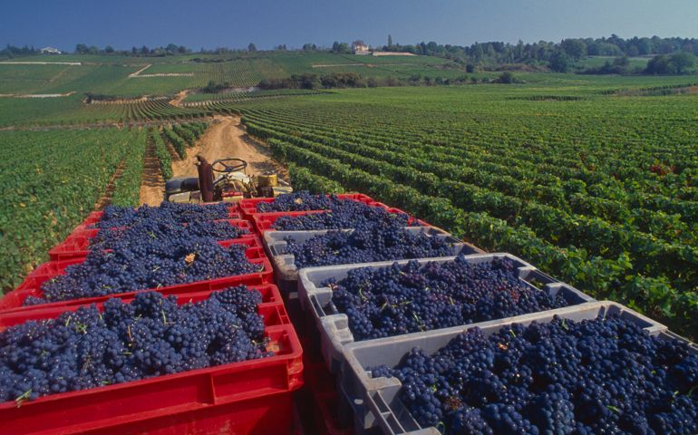 France, Burgundy, grape harvest