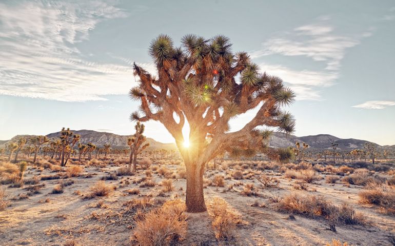 sunrise filtering through the famous joshua trees