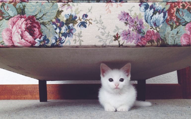 Small white kitten hiding beneath a floral couch