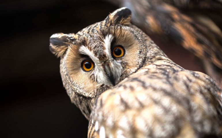 Owl looking at camera