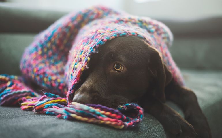 Chocolate Labrador covered by blanket