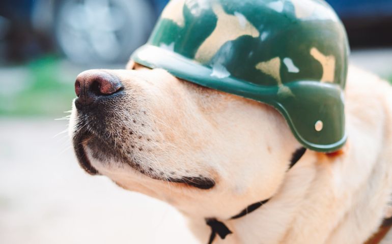 Beautiful adult golden labrador dog in military helmet.