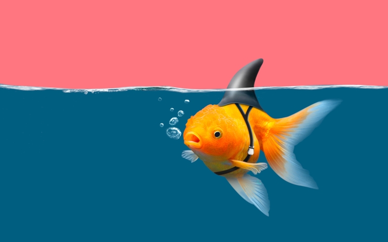 Goldfish with shark fin swim in blue water and pink sky, Gold fish with shark flip