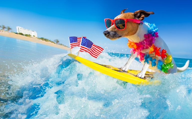 jack russell dog surfing on a wave