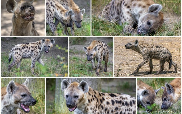 Spotted Hyenas in nature,close up.