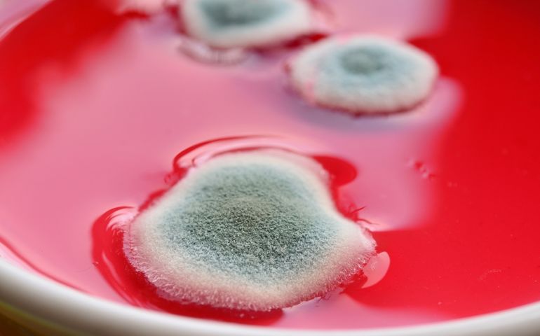 mold on a background of red liquid