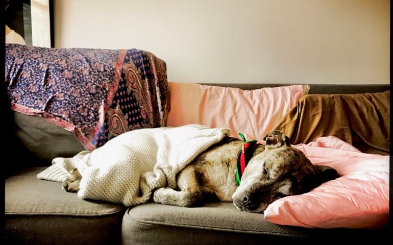 Dog napping on sofa.