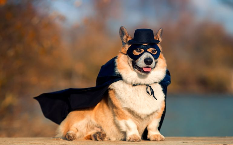 portrait of a Corgi dog in a superhero Cape and mask sitting outside on a Sunny day with a mysterious smile