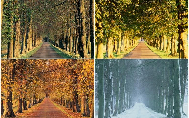The same country lane in spring, summer, autumn and winter.