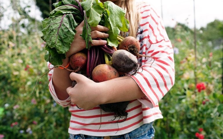 Girl holding bunch of freshly picked beetroot on her allotment.