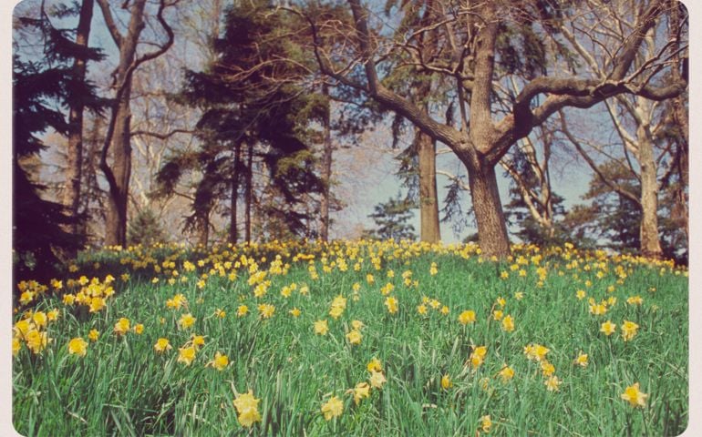 "Retro-styled postcard of a daffodil patch in the Brooklyn Botanical Garden. For hundreds of vintage postcards from around the world, click the banner below:"