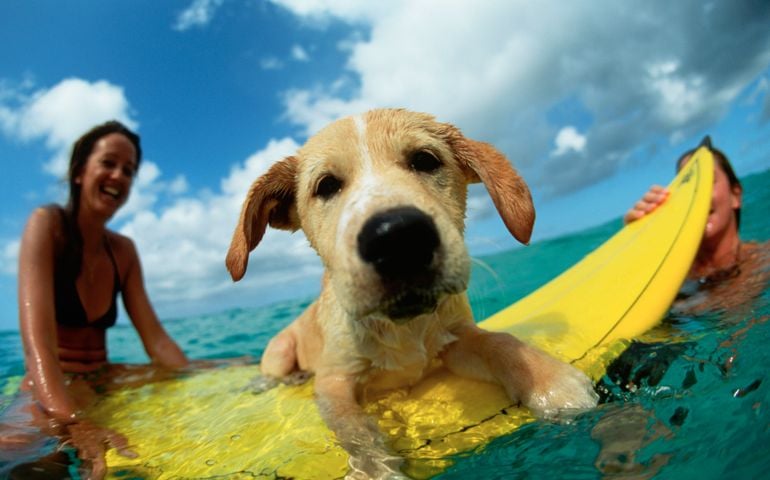 Puppy Riding on Surfboard