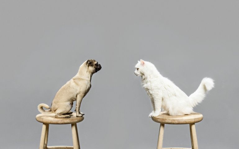 Studio shot of cat and dog looking at each other