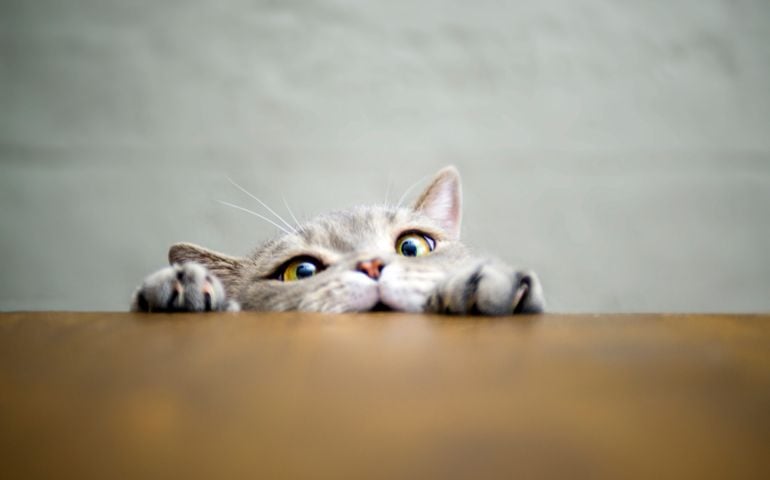 Big-eyed naughty obese cat showing paws on wooden table
