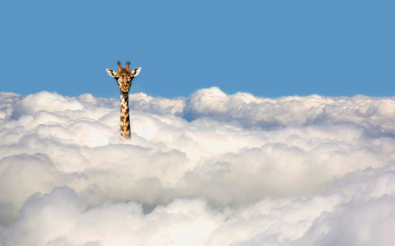 Single giraffe sticking his head out of clouds