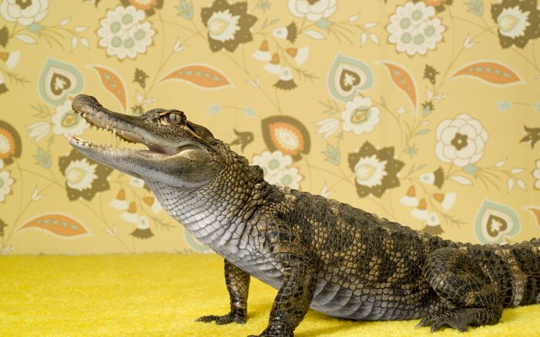 Alligator Mississippians on background with flower pattern