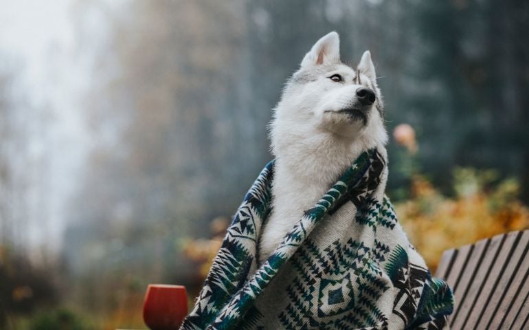 Siberian Husky Dog in the morning garden