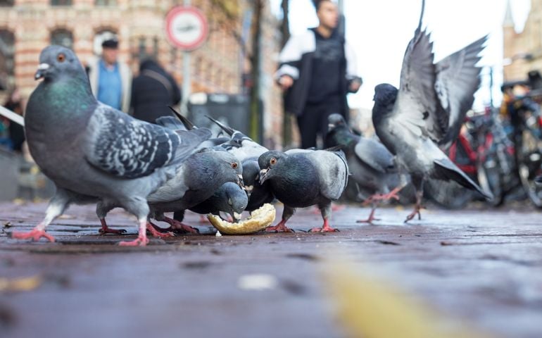 A flock of hungry pigeons eat bread on the street of Amsterdam.