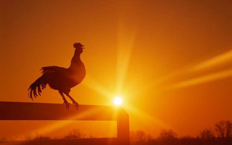 Rooster on fence at dawn, crowing