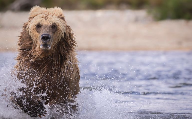 This brown bear charged through the river in Katmai National Preserve, Alaska while hunting for the plentiful sockeye salmon in the river.