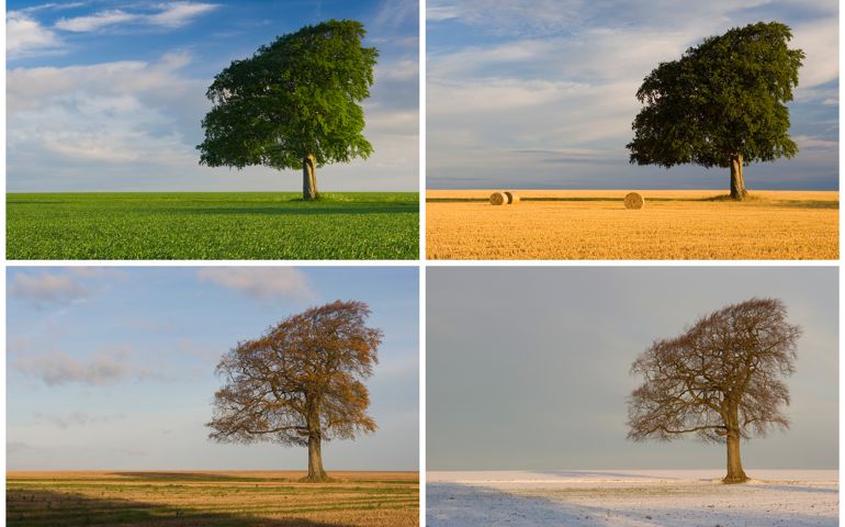A tree and field shot in each of the four seasons, Spring, Summer, Autumn, Winter
