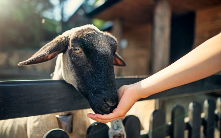 Portrait of a sheep being bed by little boy. Sunny summer day. Nikon D850.