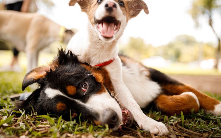 Dogs playing at public park
