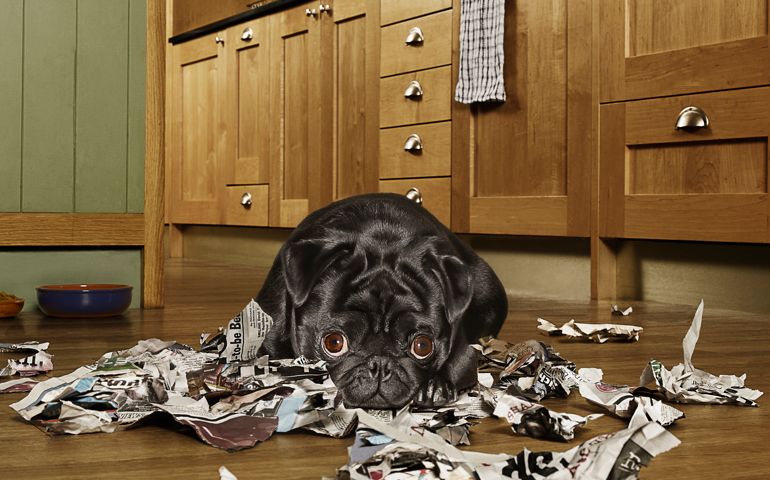 Dog (Black Pug) looking guilty after tearing up newspaper in the kitchen