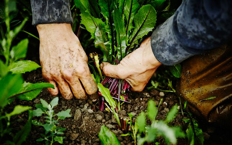 Farmers hands harvesting organic dandelion greens cutting base of stems