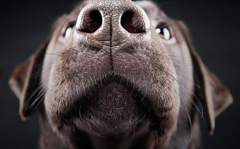 Close Up of Chocolate Labrador's Nose