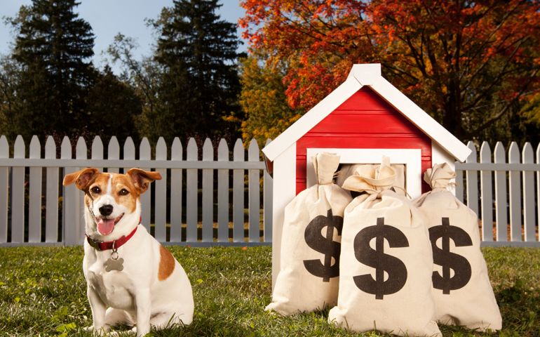 Jack Russell Terrier with money bags and dog house