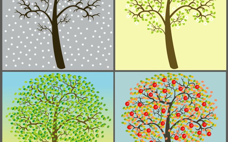 trees collection - four seasons