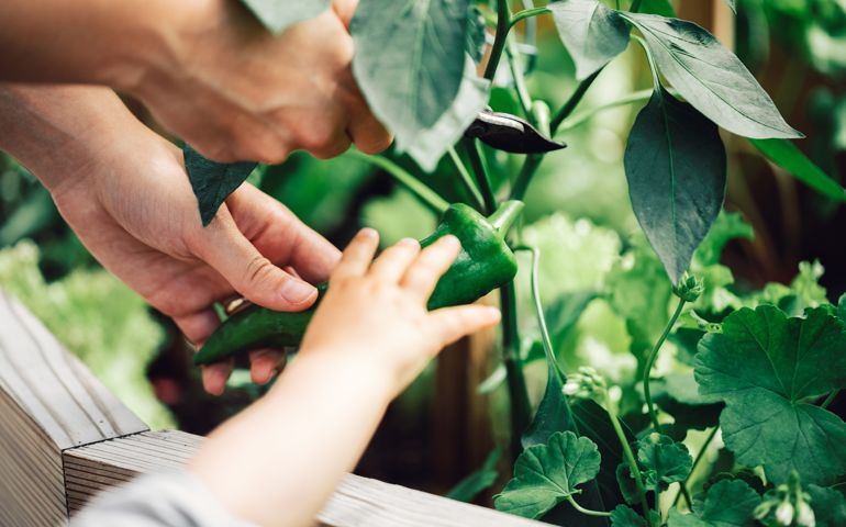 Close-up of a female and little girl hands cutting green chili from the plant. Mother and daughter picking up green chili pepper from vegetable garden.