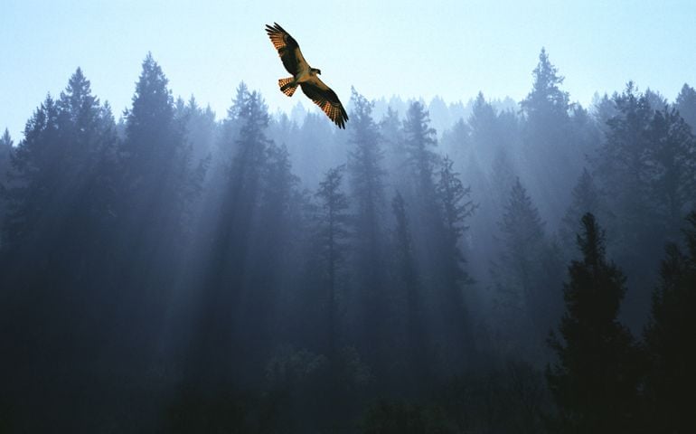 Osprey flying above fir trees with sunrays streaming through mist