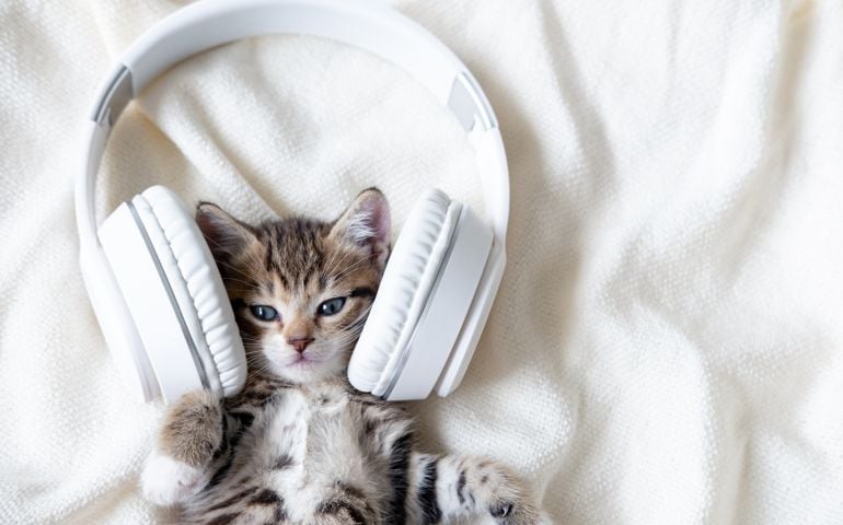 Cute striped Cat Kitten listening music in Headphones on white bed. Musical pets concept.
