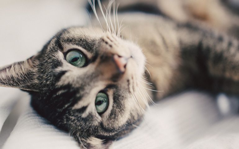 Portrait of cat, close up.