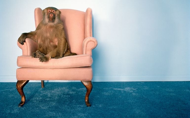 Baboon in armchair