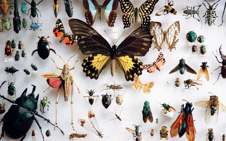 preserved butterflies and other insects