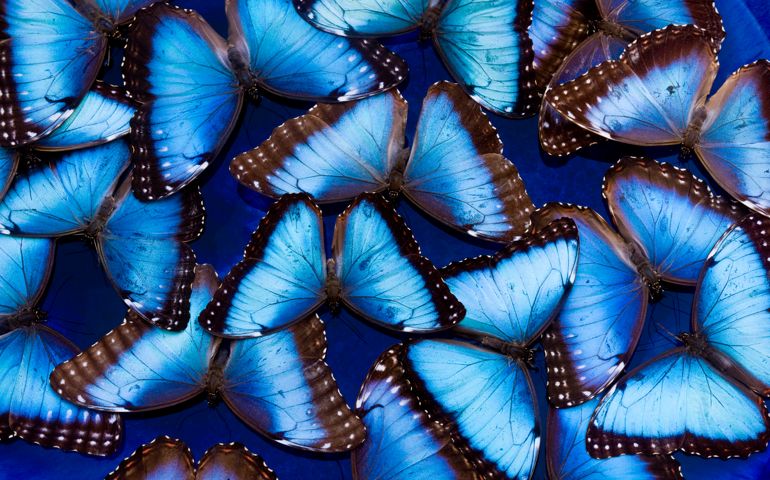 Blue Morphos floating in water Morpho peidides