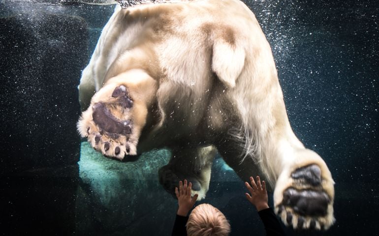Image of childs hand resting on glas surface with polar bear on the other side. Image shot in zoo. This may be the only way to interact with polar bears in a few years time. Breeding programs established by zoo´s might be the only means to save these endangered species as their habitats shrink due to climate change and other human influences.