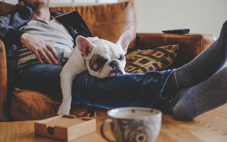 Frenchie puppy sleeping on man's laps