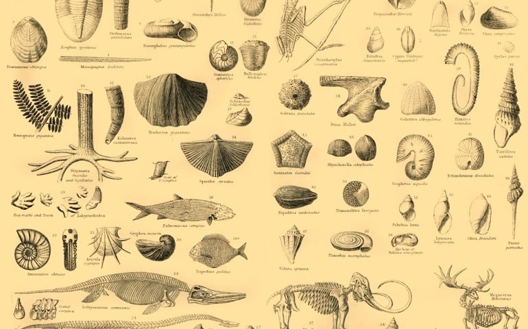 Palaeontology', circa 1910. Palaeontology, the scientific study of life forms existing in the past though examination of fossils, plants, animals, and organisms. Artist Unknown. (Photo by The Print Collector via Getty Images)