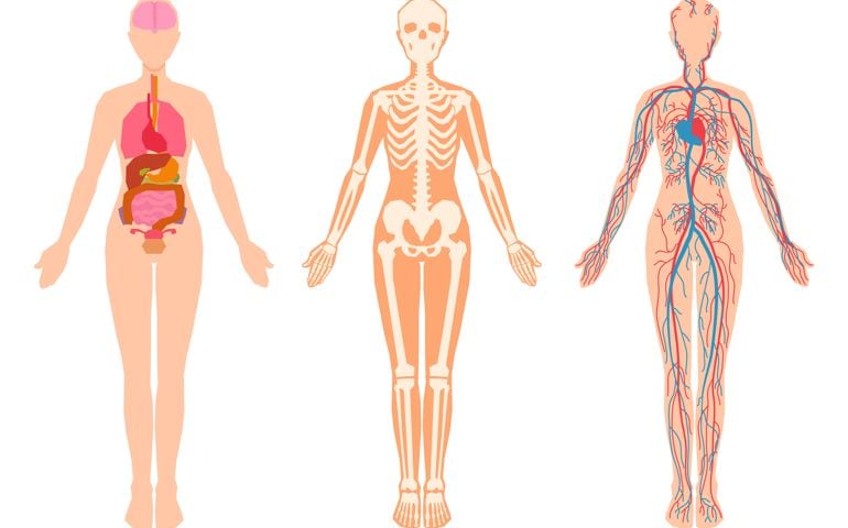 Human body internal organs, skeleton, skeletal bones, circulatory cardiovascular system.