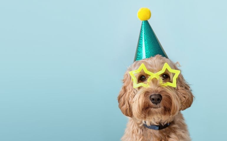 Cute dog at a birthday party wearing party hat and star glasses