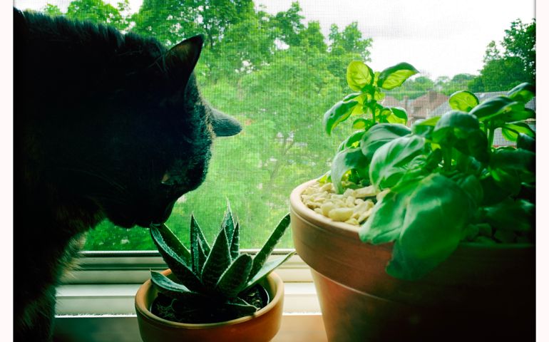 Cat enjoying Aloe and Basil plants