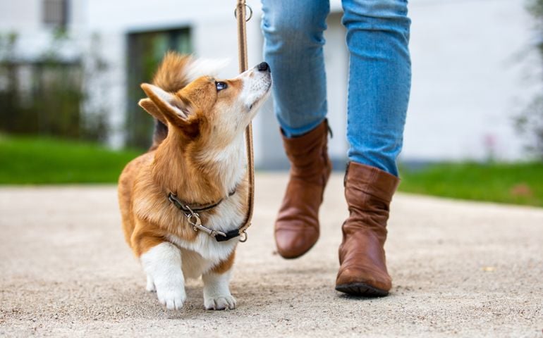 dog training: corgi puppy on a leash from a woman