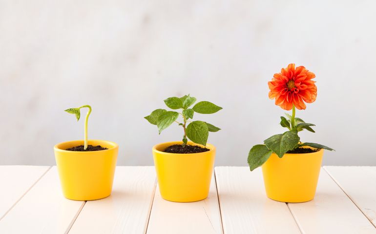 Small plant growing
