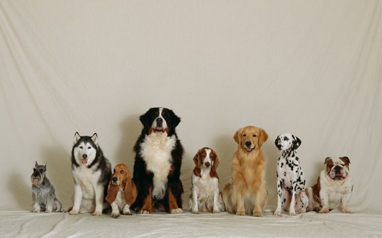 Breeds of Dogs Lined Up