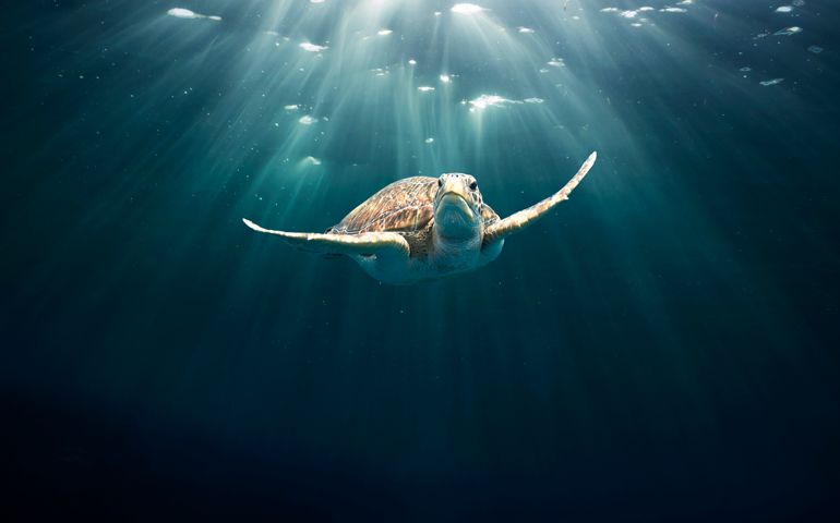Green sea turtle (Chelonia mydas) swimming through sun rays. Egypt, Red Sea.